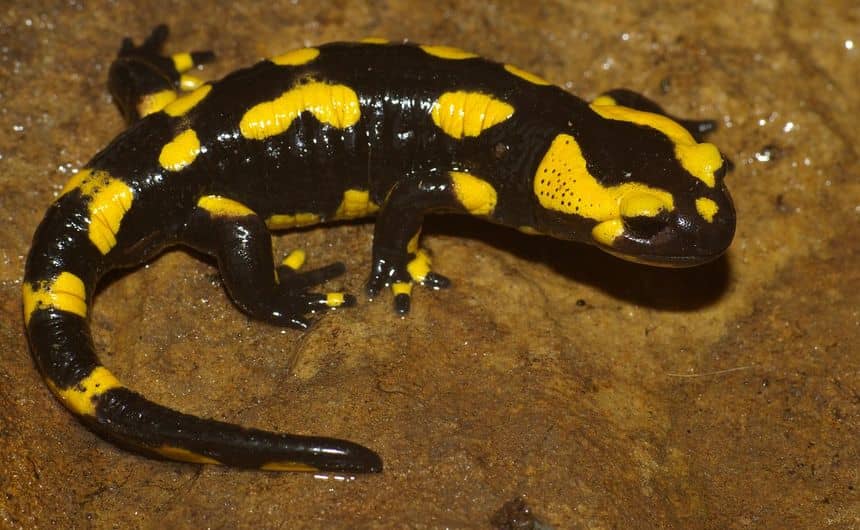 Foto van een zwarte salamander met gele vlekken