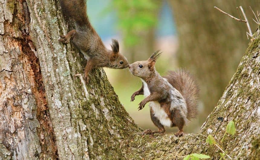 Een volwassen rode eekhoorn en haar baby raken de neuzen in een boom aan