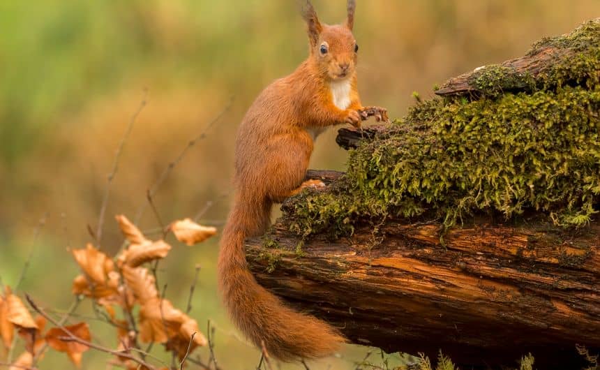 Foto van een eekhoorn op een oude stronk, in een heel natuurlijke omgeving.