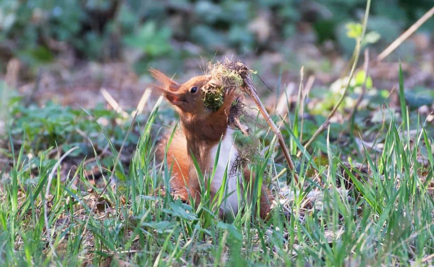 Foto van een eekhoorn die mos uit een gazon verzamelt om een nest te maken.