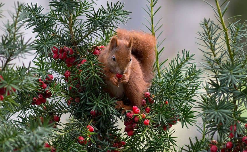 Foto van een eekhoorn die taxusbessen eet.