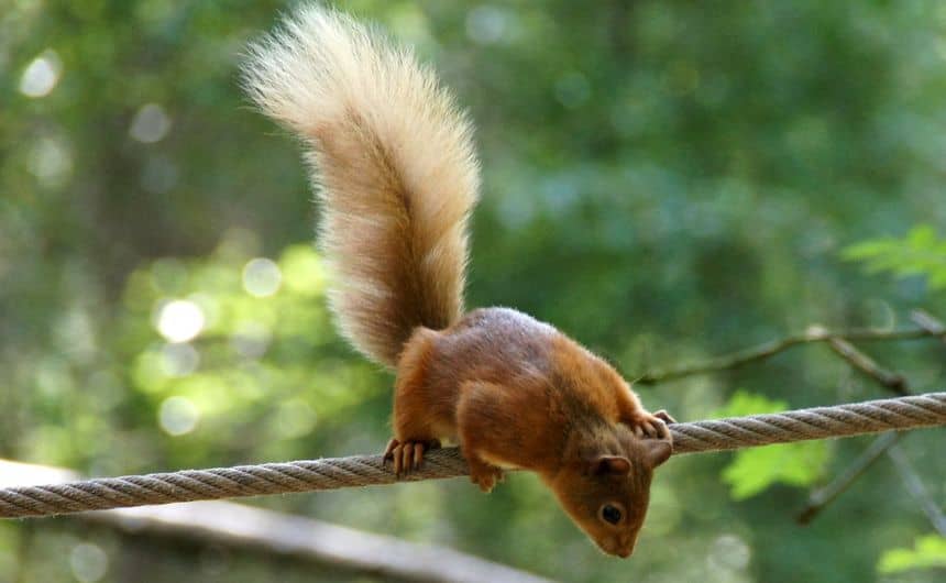 Foto van een eekhoorn hangend aan een strak gespannen touw.