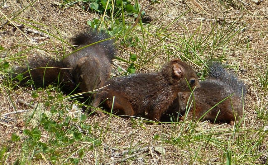 Foto van drie baby-eekhoorns in een gazon.