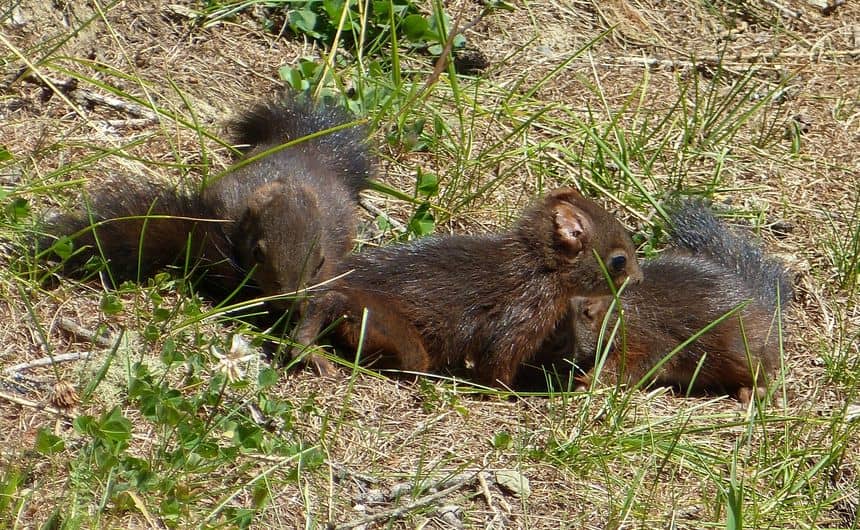 Photo de trois bébés écureuils dans une pelouse.