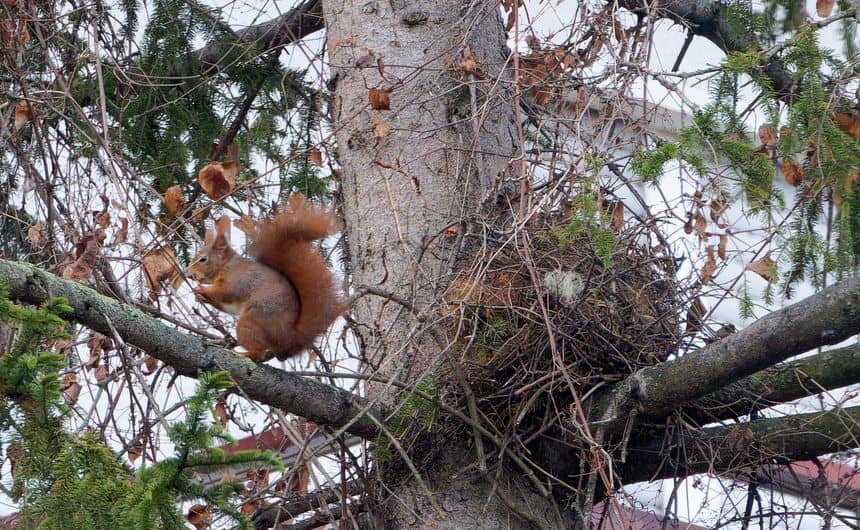 Photo d'un écureuil à côté de son nid naturel, qui ressemble à un gros nid d'oiseau.