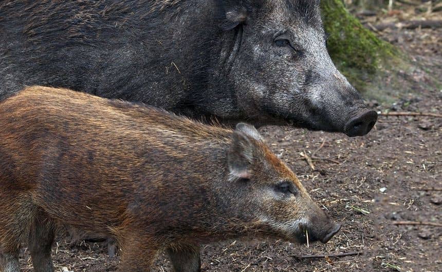 Sanglier adulte et à ses côtés un marcassin