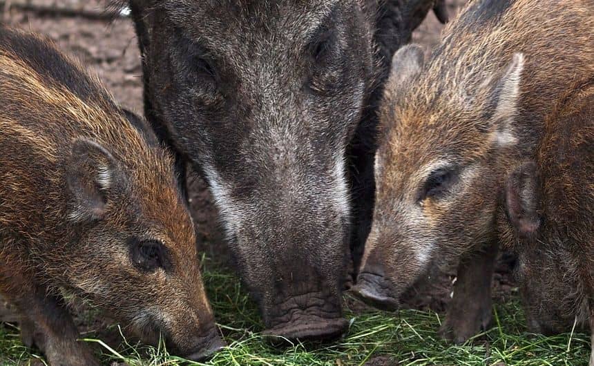 Sanglier femelle adultes avec ses trois petits se nourrissant au sol.