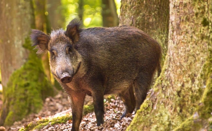 Sanglier adulte se tenant debout derrière un arbre en forêt