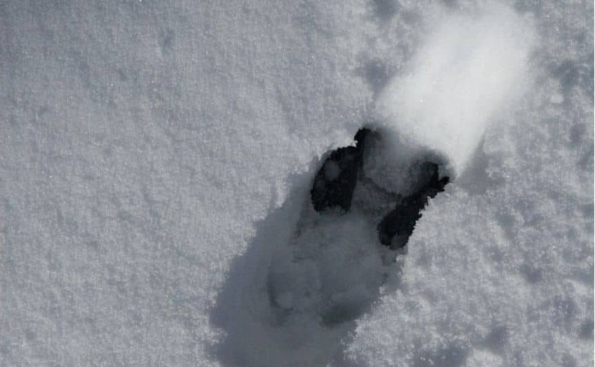 Trace de pas d'un sanglier dans la neige