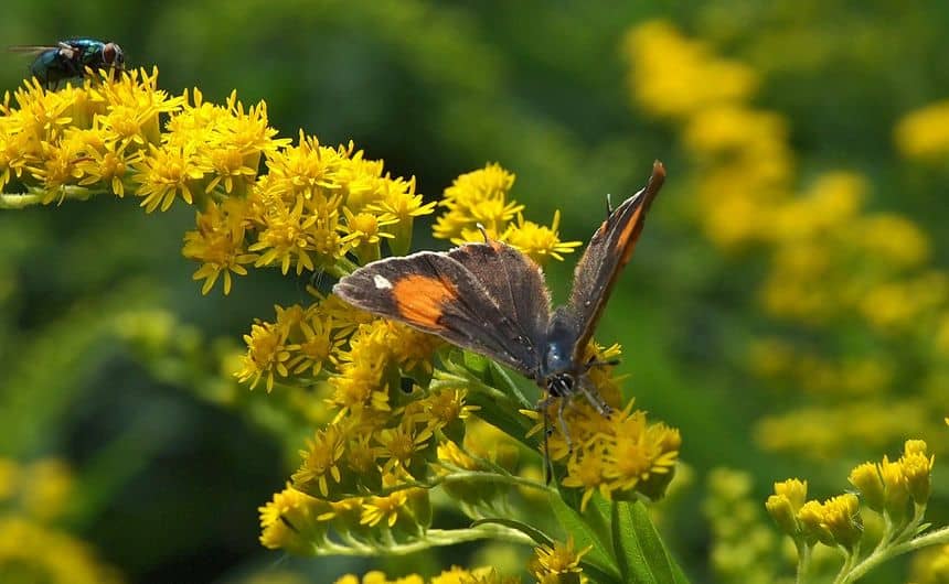 Sleedornpage op een guldenroede bloem, vleugels half uitgespreid