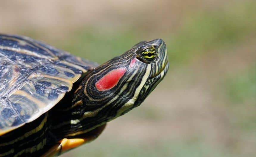 Photo de la tête d’une tortue de Floride avec ses bandes rouges derrière ses yeux et jaunes le long de sa tête et de son cou