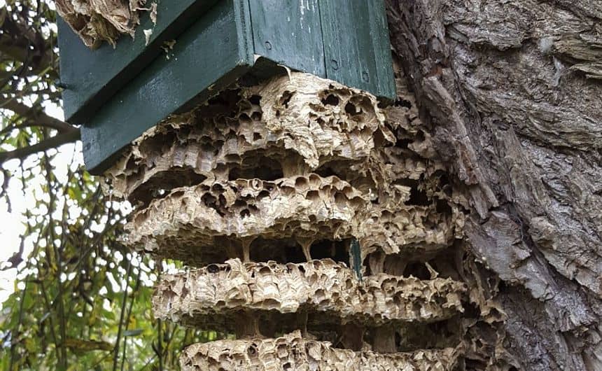 Un nid de frelon d'Europe déborde d'un nichoir pour oiseaux