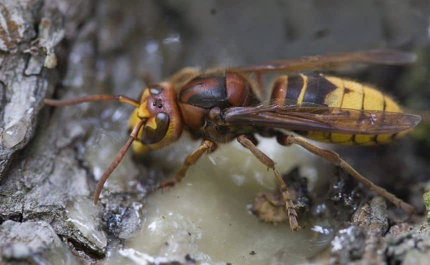 Een Europese hoornaar likt het sap uit een dennenboom