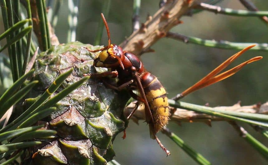 Een Europese hoornaar likt het sap uit een dennenboom.