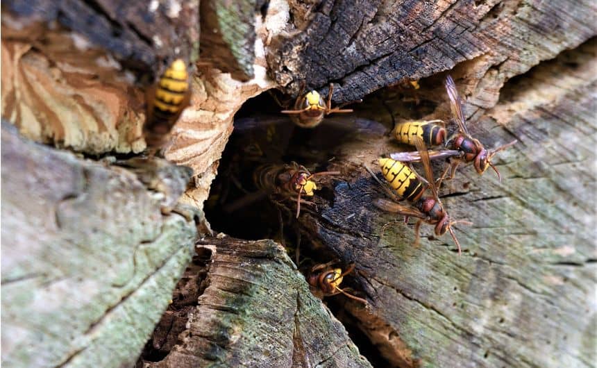 Europese hoornaars komen uit een nest in een boomstronk.