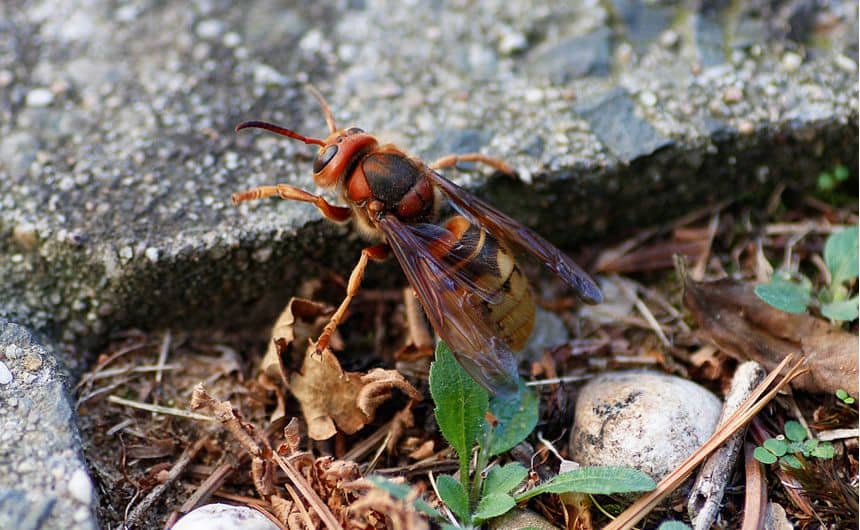 Close-up van een Europese hoornaar