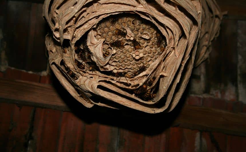 Nest van een Europese hoornaar in een schuur, het open nest toont duidelijk de larvale cellen