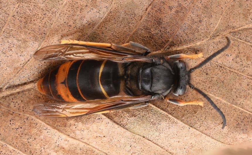 Close-up van een aziatische hoornaar