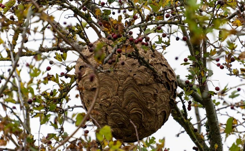 Secundair nest van Aziatische hoornaars in een boom in de herfst.