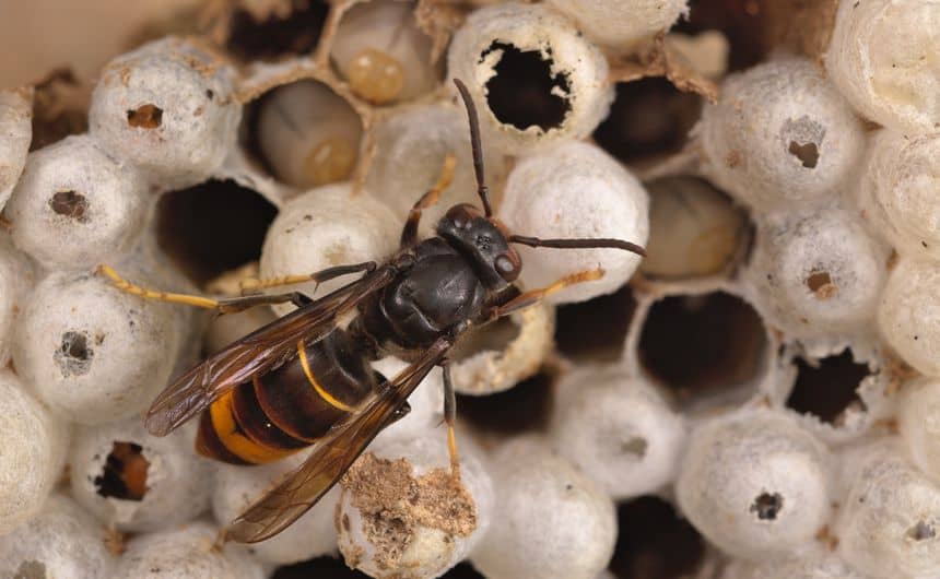 Een Aziatische hoornaar op larvale cellen, sommige cellen gesloten en andere open met zichtbare larven.