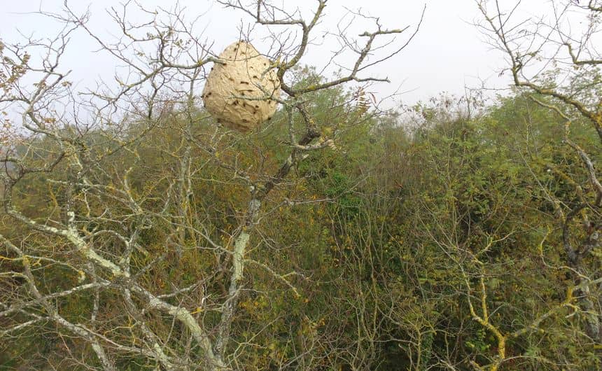 Nest van aziatische hoornaars