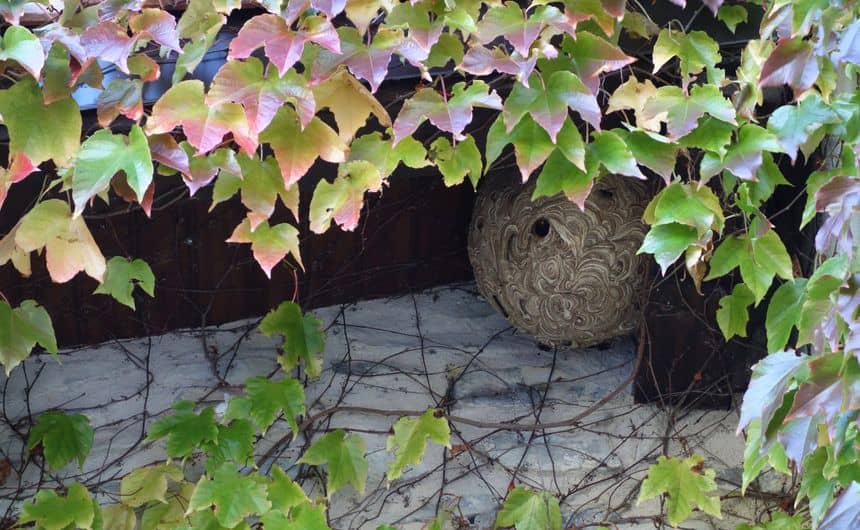 Un nid de frelon asiatique sous une avancée de toit
