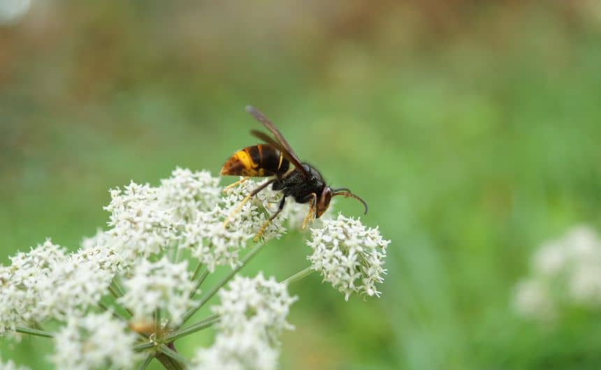 Een Aziatische hoornaar plukt aan een bloem