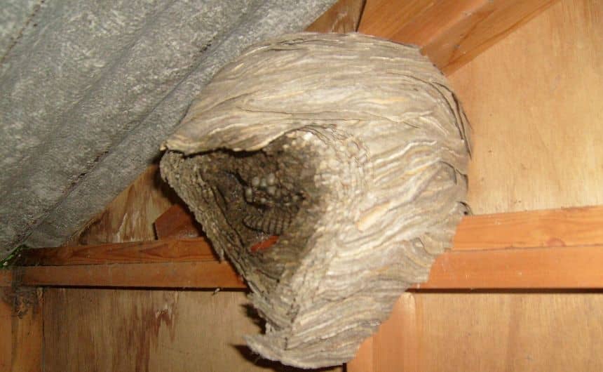 Nest van Duitse wespen
