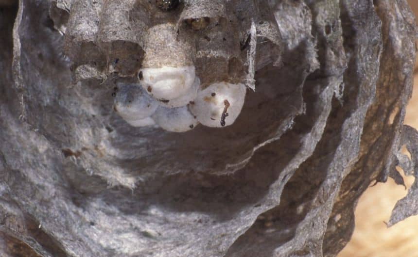 Nest van gewone wesp