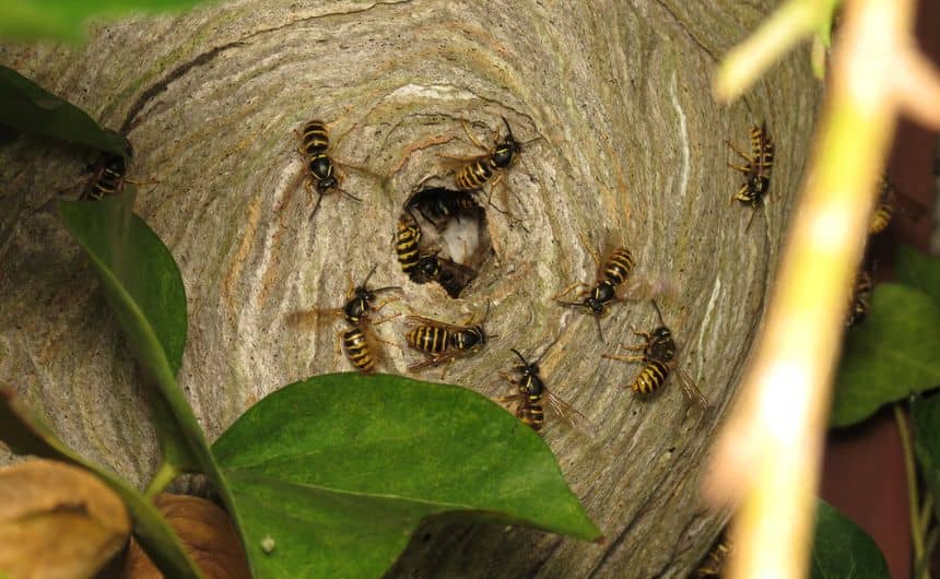 Een nest van gewone wespen
