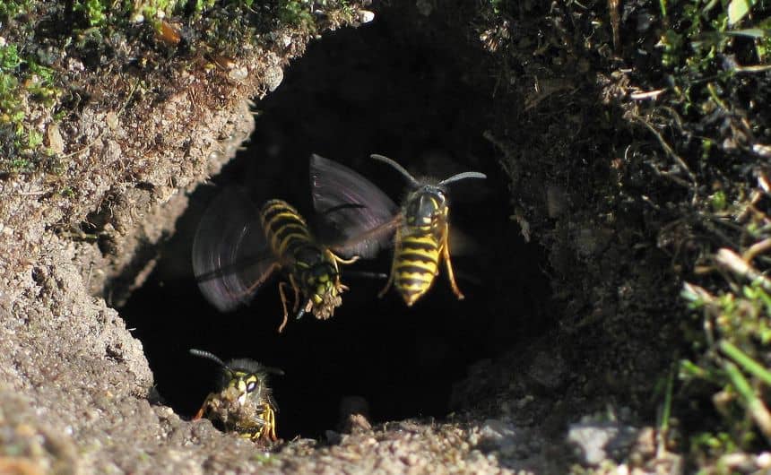 Een ondergronds nest van gewone wespen