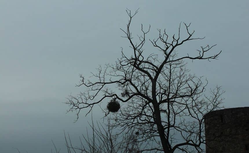 Boule de gui dans un arbre en hiver