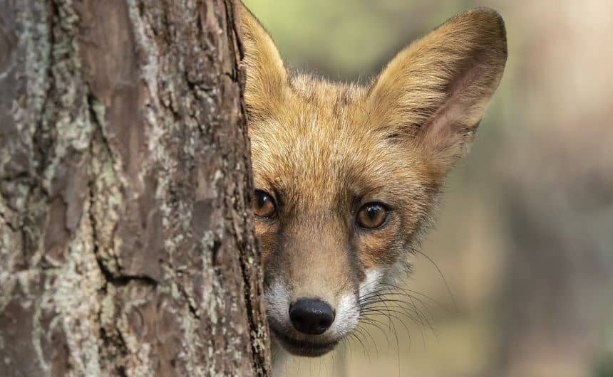 Close-up van de snuit van een rode vos, gedeeltelijk verborgen door een boomstam