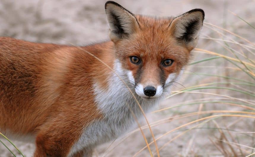 Close-up van het hoofd en de borst van een jonge rode vos