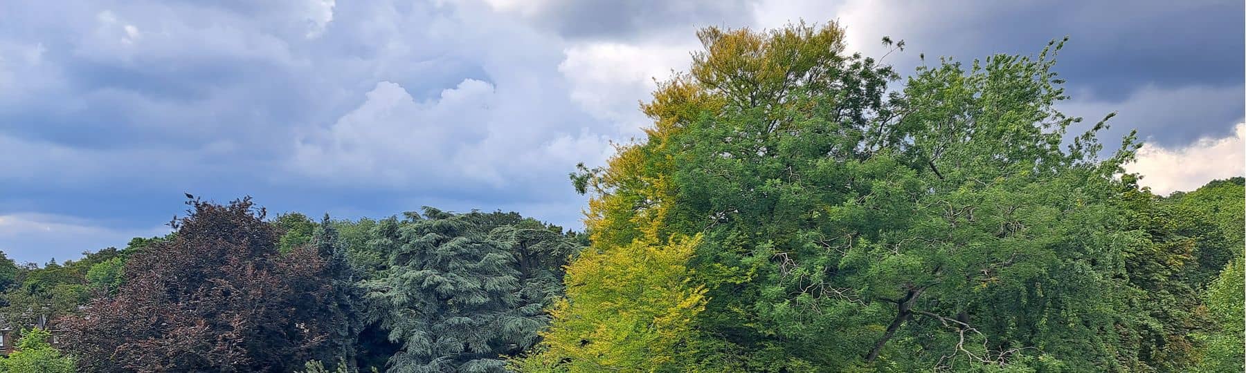 Photos de plusieurs arbres de différentes espèces se trouvant dans différents types de propriétés comme un parc public et un jardin privé