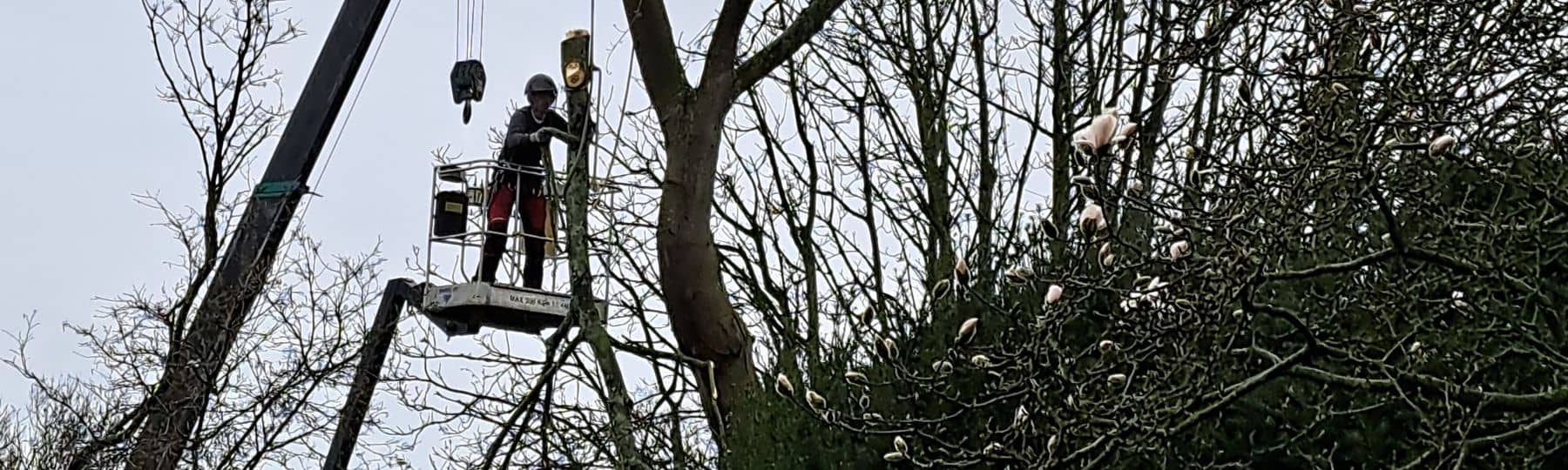 Photo d’un élagueur professionnel en haut d’une nacelle lui permettant de tailler l’arbre en hauteur et réceptionnant, à l’aide d’une grue de levage, une grande branche tout juste coupée