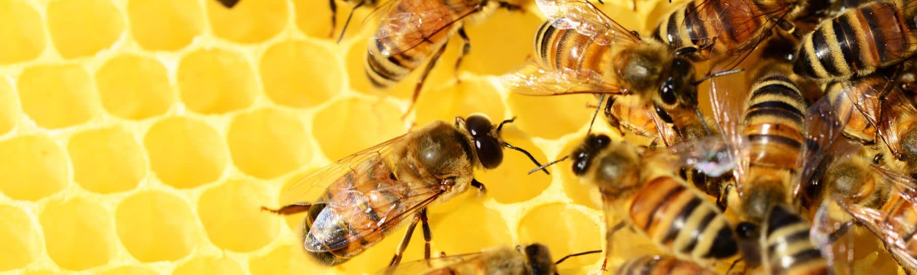 Des abeilles domestiques sur un rayon de ruche.