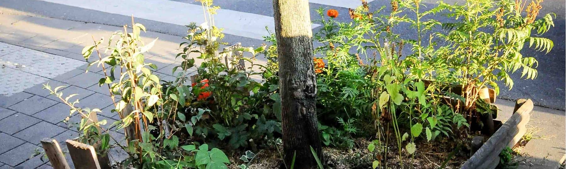 Photo d'un pied d'arbre végétalisé