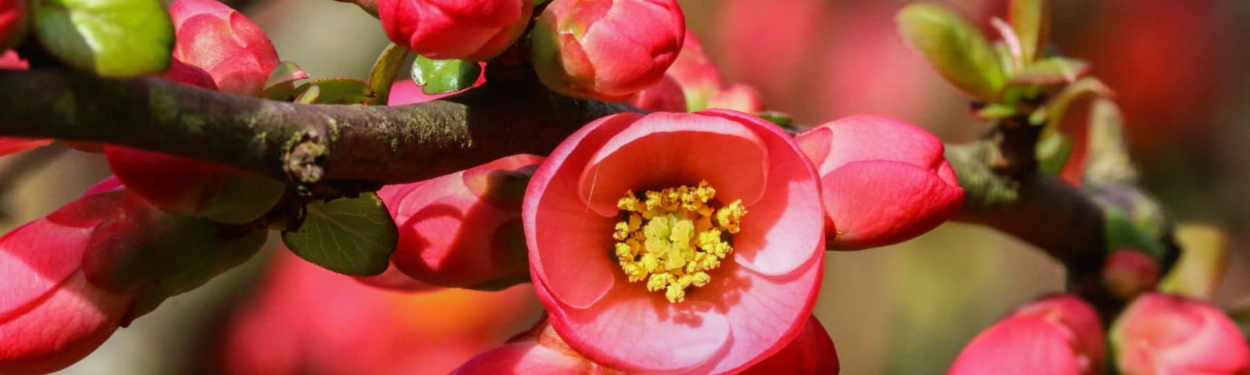 Mooie roze bloemen van de Japanse sierkwee