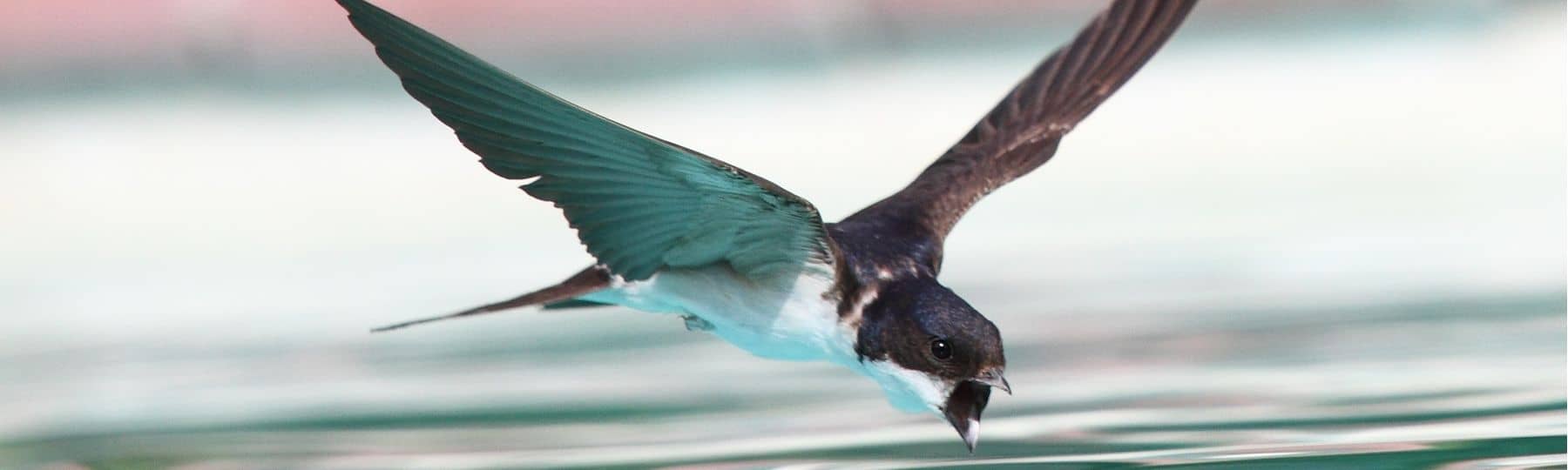 Hirondelle de fenêtre en chasse au dessus d'un plan d'eau