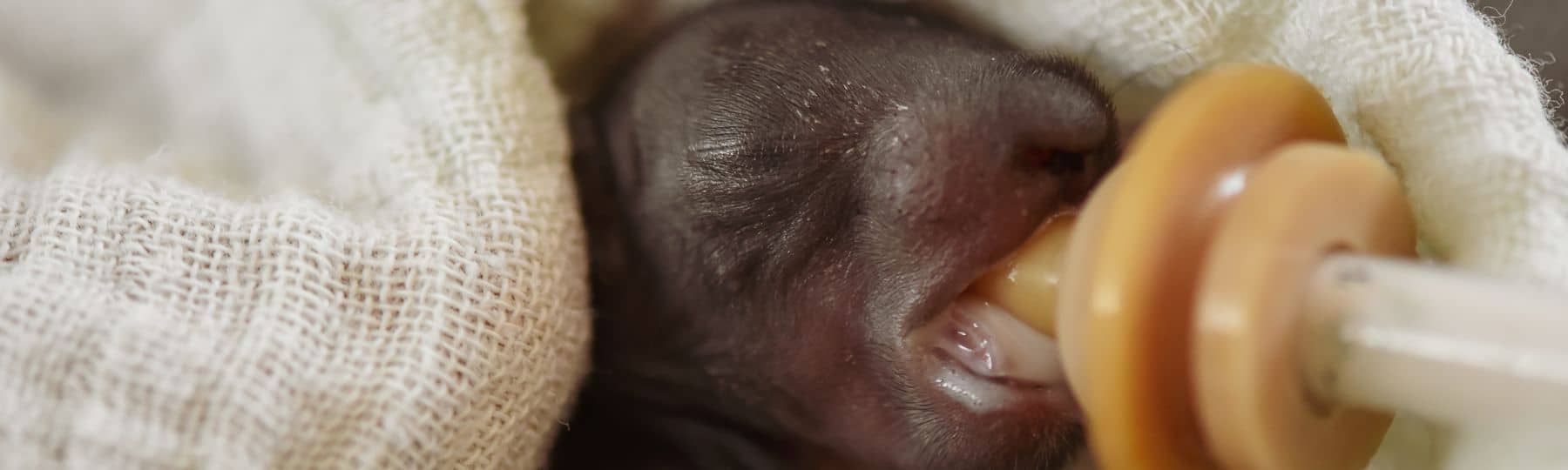 Foto van een eekhoorn van een paar dagen oud, gewikkeld in een handdoek en drinkend uit een flesje 