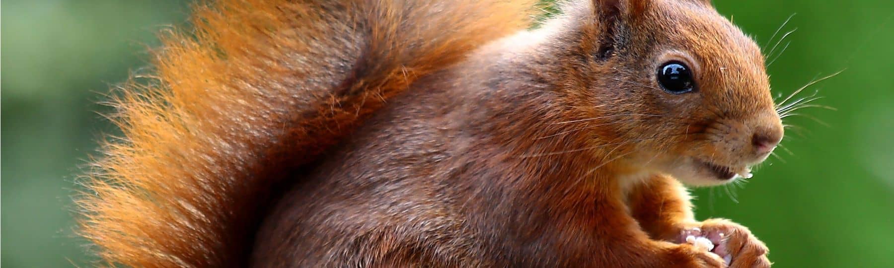 Foto van een eekhoorn die gedroogd fruit eet 