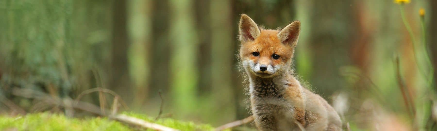 Foto van een vossenjong in het bos  