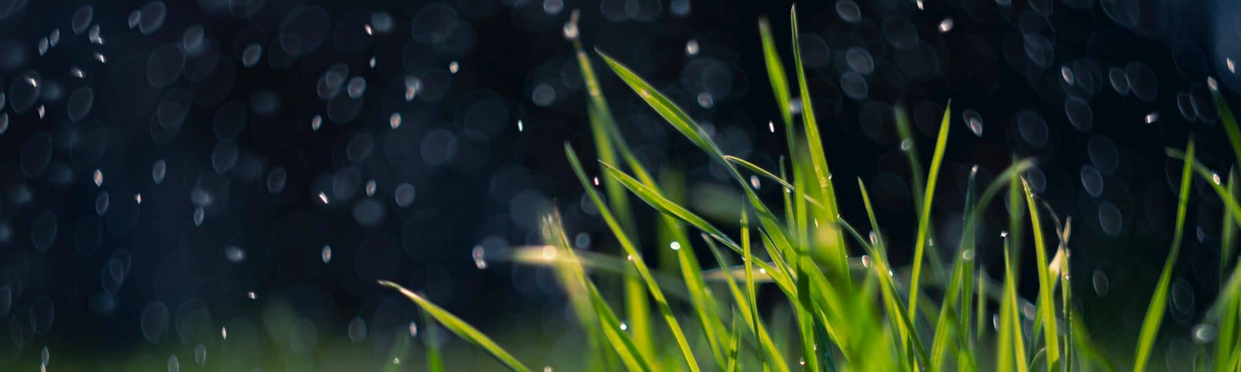 De la pluie tombe sur un touffe d'herbe vigoureuse
