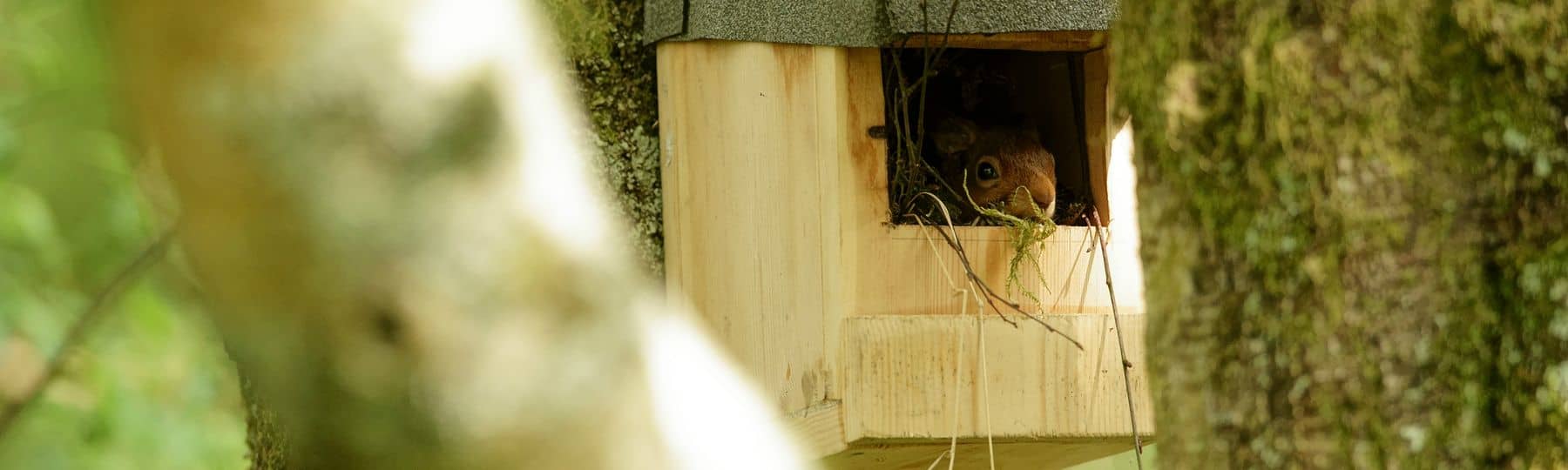 Foto van een eekhoornkop die duidelijk zijn nest heeft gebouwd in een nestkast van een roodborstje.