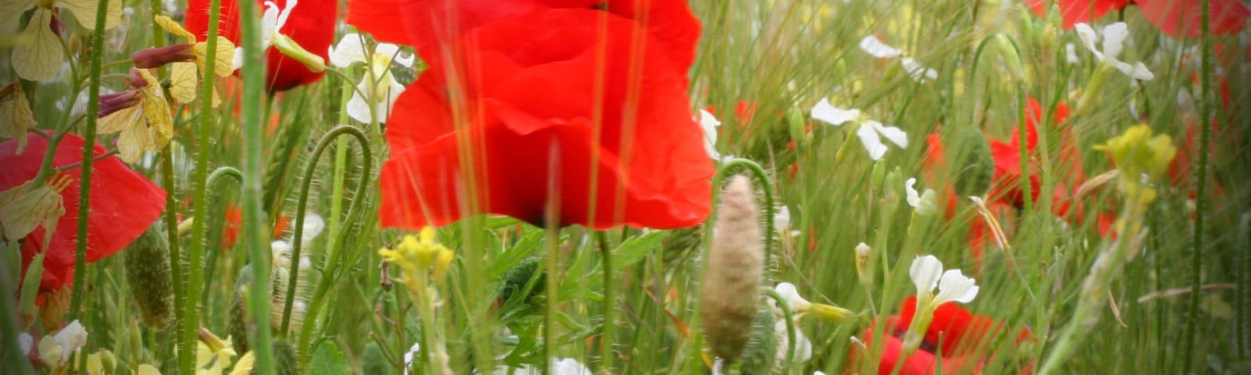 Photo de coqueliquots dans une prairie fleurie
