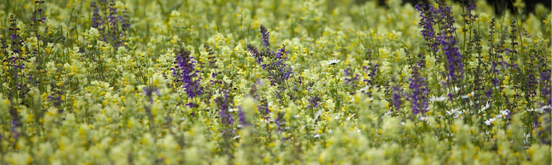 Photo d'une prairie fleurie avec des fleurs jaunes et des fleurs mauves