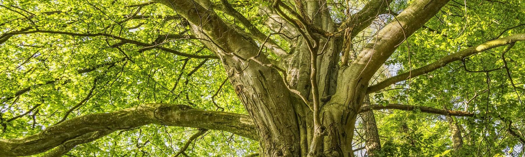 Photo d’un arbre (hêtre) avec beaucoup de racine en surface.