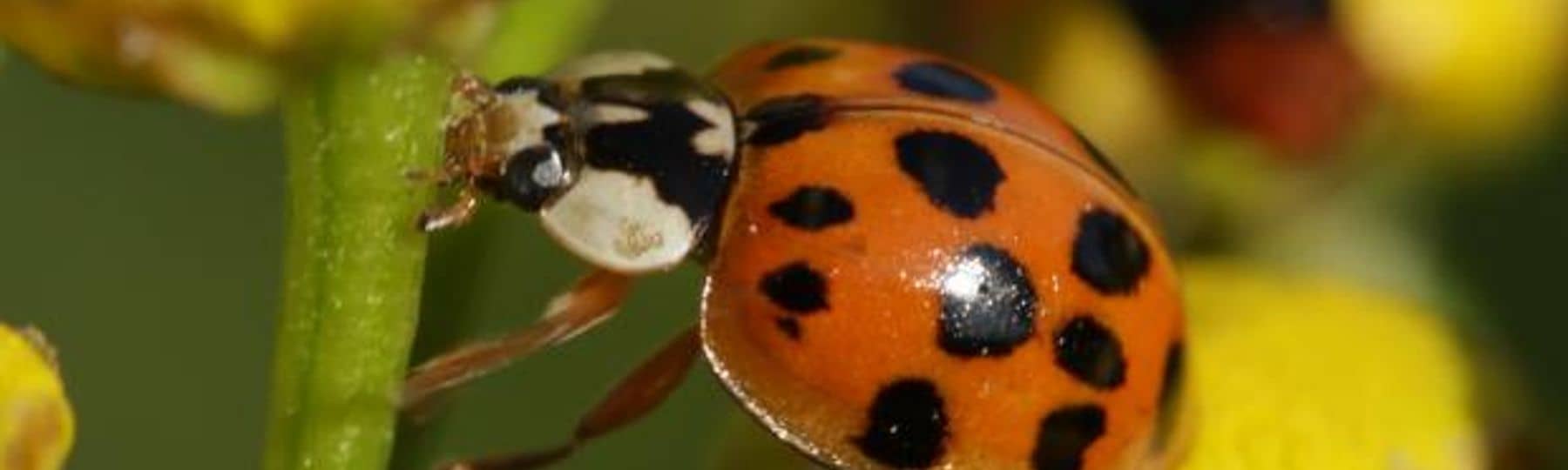 Foto van een aziatisch lieveheersbeestje rood met zwarte stippen