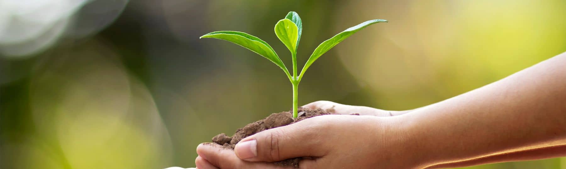 Des mains transmettent à un enfant une motte de terre où pousse une plante